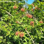 Image result for Combretum holstii
