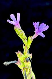 Image result for Buchnera speciosa