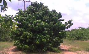 Image result for Napoleonaea