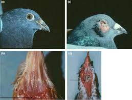 The biosecurity recommendations for the uk involve mainly housing birds in such places as will not allow entrance or contamination by wild birds. Viral Infections In Pigeons Sciencedirect