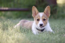 Ask questions and learn about corgis at nextdaypets.com. Hkener Otaaatm