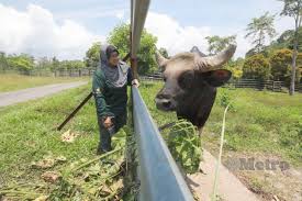 Penolong pegawai teknologi maklumat (gred fa29). Biak Semula Jadi