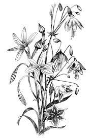 Black And White Floral Drawing - The Graphics Fairy Floral Drawing Flower Drawing Black And White Flowers