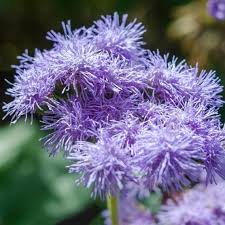 Image result for Ageratum houstonianum