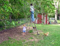 Avoid shady sites near large trees. Six Fast Growing Fruit Trees And One Vegetable Schneiderpeeps