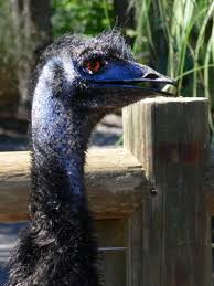 Birds are living dinosaurs, just as we are mammals, said julia clarke, a paleontologist studying the evolution of flight and a professor with the department of geological sciences at the university of texas at austin. How Birds And Reptiles Are Related Clyde Peeling S Reptiland