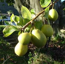 Maybe you would like to learn more about one of these? Easiest Fruit Trees To Grow For Beginners Perfect Plants Fruit Trees Growing Fruit Trees Perfect Plants