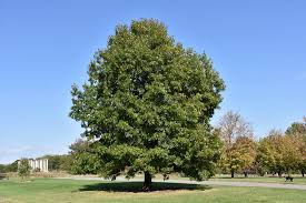 Most of the foliage and branches grow at the top of the chestnut oak, where it has a spreading crown of up to 70 ft. Scarlet Oak Quercus Coccinea In Fayetteville Springdale Rogers Bentonville Ar Arkansas Ar At Westwood Gardens