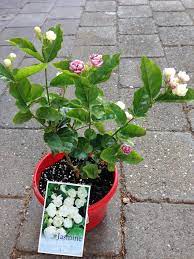 Grand Duke Of Tuscany Arabian Jasmine Jasmine Sambuc My Grand Mother Had A Pot Of This In Her Garden In Singapore And I V Plants Brown Thumb Garden Plants