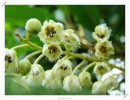 pin by aerobe on flower plants plants planting flowers flowers