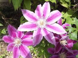 Image result for Clematis