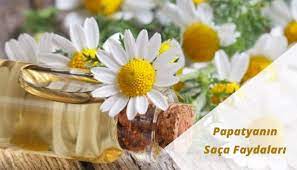 Papatya Bitkisi Papatya Cayinin Cilde Ve Saca Faydalari Cil Papatyalar Sac