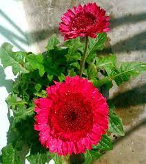 Growing Gerbera Daisies How To Grow Gerbera Plants In Container