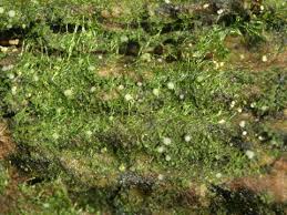 Image result for Micrococca