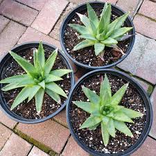 Image result for Aloe plowesii