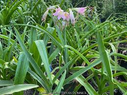 Image result for Crinum jasonii
