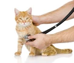 Unlike humans, cats can make their own vitamin c.9 x research cats usually get colds from contact with other cats. Do Cats Get Colds Florida Veterinary Hospital