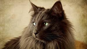 Long haired kittens for sale. Nebelung Kittens For Sale Cats For Adoption Sweetie Kitty 2021