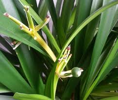 Aloe vera stammt aus den trockengebieten afrikas und liebt sonne. Wie Ziehe Ich Eine Neue Clivia Aus Dem Samen Pflanzen Blumen Vermehrung