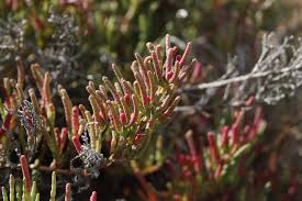 Image result for Salicornia pachystachya