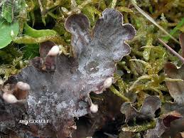 Image result for Landolphia rufescens