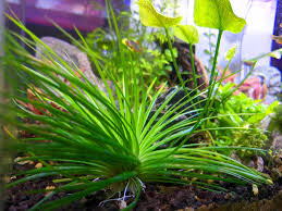 Image result for Eriocaulon cinereum