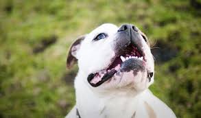 Personality, temperament, energy, comfort with kids and other animals, medical needs and more. American Bulldog Breed Information