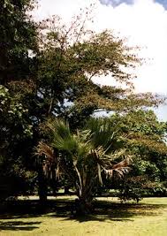 Image result for Newtonia buchananii