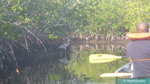 Maybe you would like to learn more about one of these? Canoeing And Kayaking At Biscayne National Park