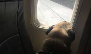 53611, 54326 and 51020, (0155) 43130154; How To Get A Pet Health Certificate Endorsed By The Usda