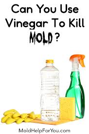Bleach and vinegar can both kill mold, but vinegar is much more effective for removing mold from porous materials. Can You Use Vinegar To Kill Mold In 2020 White Vinegar Cleaning Mold Prevention Mold Remover