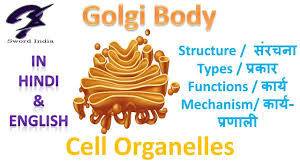 Maybe you would like to learn more about one of these? Cell Organelles Golgi Body Structure Function Cbse Class 9 In Hindi English Youtube