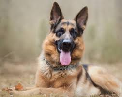 99% of dog owners will make these 7 mistakes when raising their german shepherd. Best Dog Brush For German Shepherds 2021 Top 8 Grooming Tools