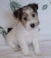 Mrs Puppies Pictures And Information Fox Terrier Puppy Wire Fox Terrier Wire Fox Terrier Puppies