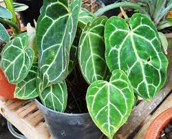 Bicara soal elemen tanaman hias tentu memerlukan pembahasan tersendiri karena banyak sekali macamnya. Aneka Jenis Tanaman Hias Daun Indoor Dan Outdoor Tanaman Hias