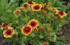 Gaillardia X Grandiflora Kobold Kokardenblume Mit Bildern Pflanzen Pflanzenreich Gartenbau