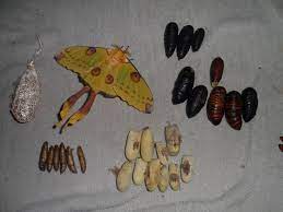 The pupal stage lasts about 3 weeks in warmer climates. Cocoons And Pupae Welcome Visitor