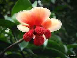 Image result for Entada stuhlmannii