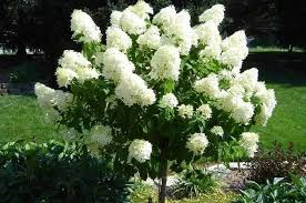 Available plants for usda plant hardiness zone 7. Dwarf Trees For Zone 7 Plantingtree