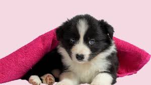 Border Collie Puppies All Facts On The Energetic Dog Petmoo