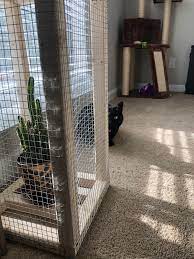 Cat makes a funny face after finding that the only cat proof houseplant is the new cactus. Literally Built A Cat Proof Cage So The Fairy Castle Cactus Can Soak Up Sunlight Without Fear Of Being Eaten Alive Houseplants