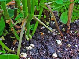 Image result for Arachis hypogaea