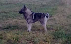 Image result for norský losí pes šedý