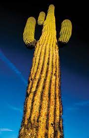 Hola, me registre en este foro con el unico proposito de conocer la especie de mi cactus, lo he comprado este es el cactus mas chungo que tengo, aunque no lo parezca es casi imposible de manipular, con. Saguaro Mexicano El Cactus Mas Grande Del Mundo Mexico Desconocido