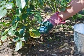 Verwende für die versorgung der pflanze mit organischen nährstoffen biodünger. Rosen Dungen So Wachsen Und Bluhen Sie Uppig Mein Schoner Garten