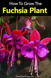 Growing The Fuchsia Plant Tips On Fuchsia Care Plantcaretoday Fuchsia Plant Care Fuchsia Plant Plants