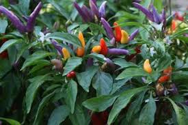 Jual Cabe Warna Warni Tanaman Warna Pembasmi Rumput