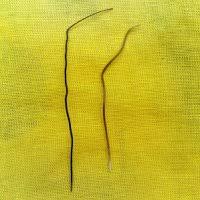 Bertemu ruas is a thrash metal music album recording by amuk released in 2007 on cd, lp/vinyl amuk — bertemu ruas. Cara Uji Buluh Bertemu Ruas