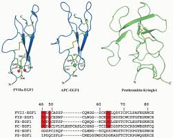 Structure And Function Of Vitamin K Dependent Coagulant And Anticoagulant Proteins Oncohema Key