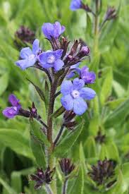Image result for Anchusa